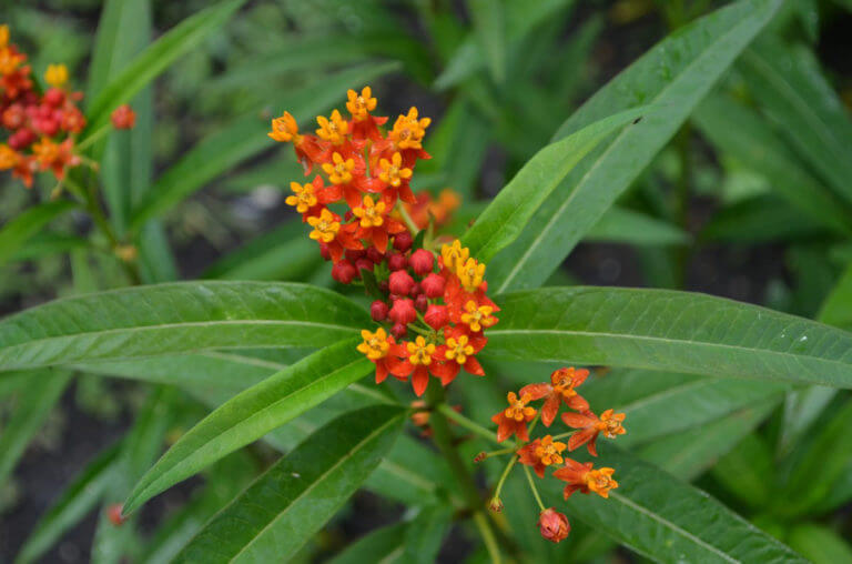 milkweed