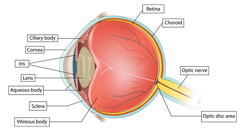 vitreous humor floaters